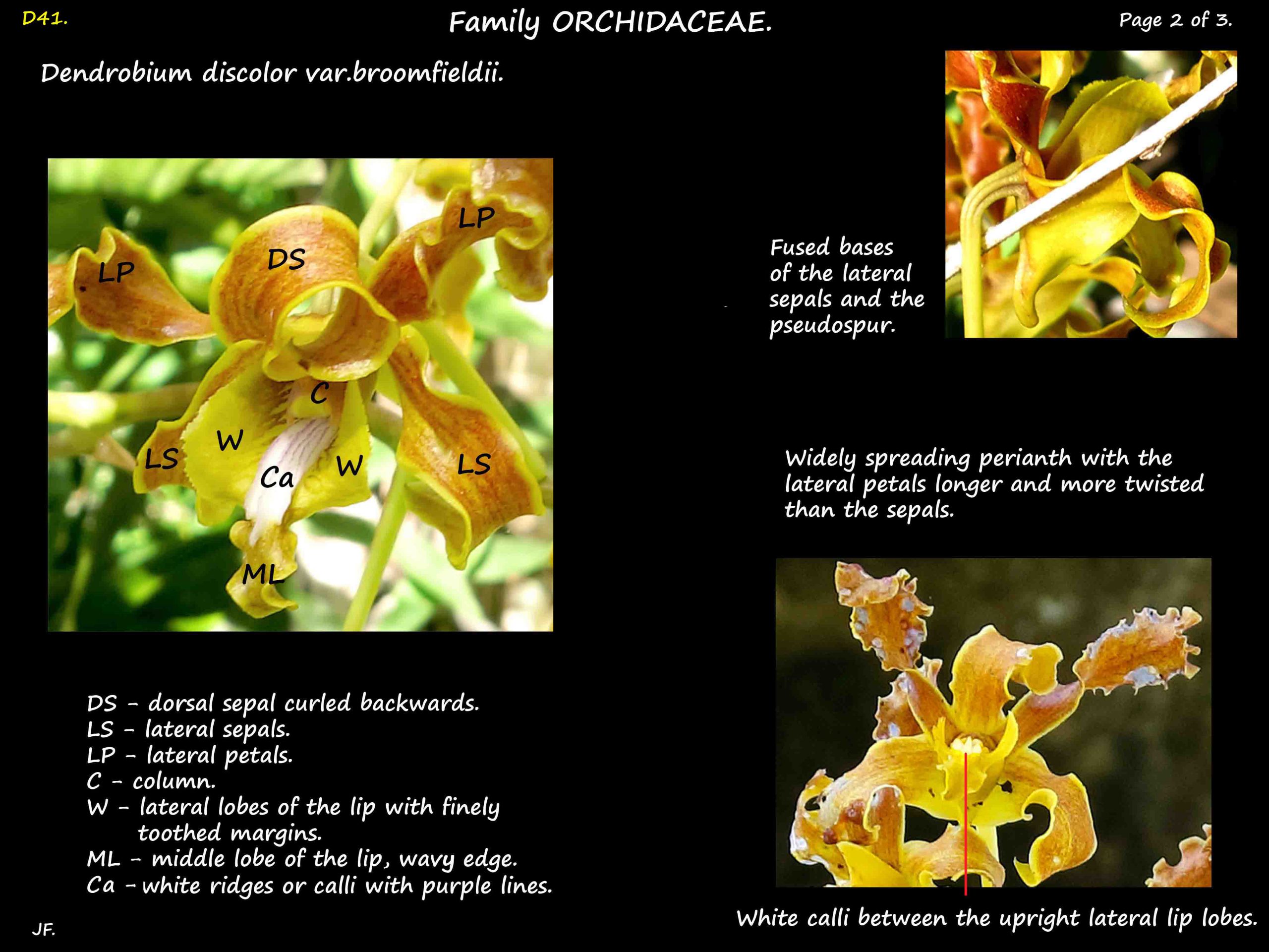2 Dendrobium discolor flowers